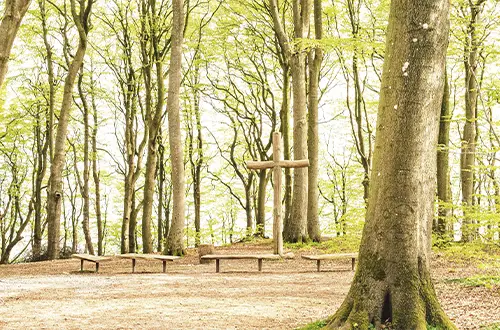Baumbestattung Bestattungsarten bei Heimkehr Bestattungen