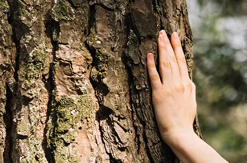 Baumbestattung Bestattungsart bei Heimkehr Bestattungen