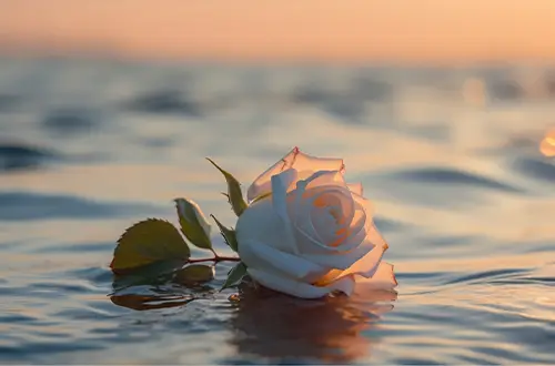 Seebestattung Bestattungsarten bei Heimkehr Bestattungen