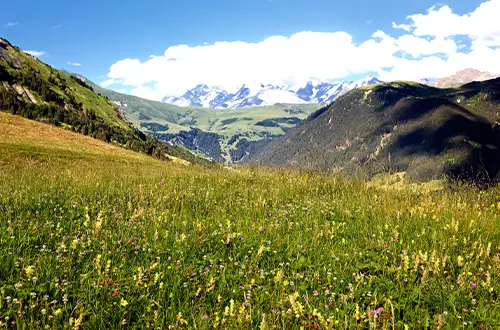 Ruhige Wiesenfläche als stiller Ort der Erinnerung und des Abschieds bei einer Wiesenbestattung